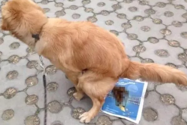 狗狗拉血便的原因,可能是胃肠及内脏疾病所致