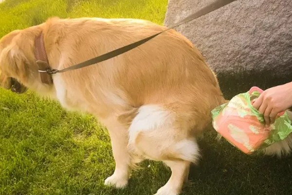 狗狗拉血便的原因,可能是胃肠及内脏疾病所致