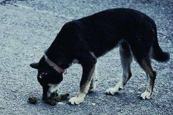 狗狗拉血便的原因,可能是胃肠及内脏疾病所致