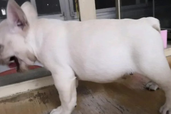 狗狗拉血便的原因,可能是胃肠及内脏疾病所致