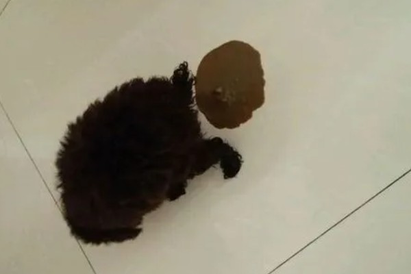 狗狗拉血便的原因,可能是胃肠及内脏疾病所致