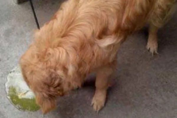 狗狗拉血便的原因,可能是胃肠及内脏疾病所致