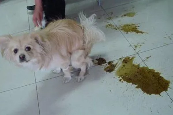 狗狗拉血便的原因,可能是胃肠及内脏疾病所致