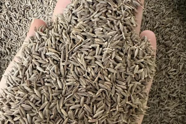 孜然的价格,一斤需要7-11元左右