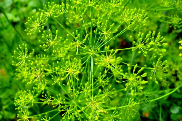 孜然的价格,一斤需要7-11元左右