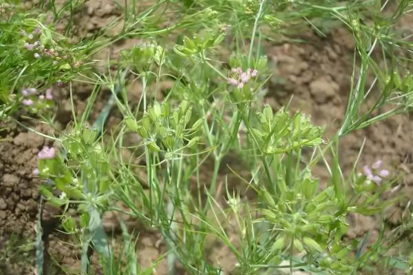 孜然的价格,一斤需要7-11元左右