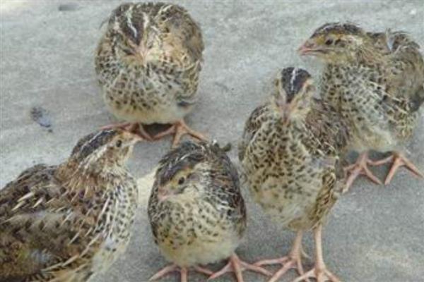 朝鲜鹌鹑简介,是由朝鲜采用日本鹌鹌培育而成