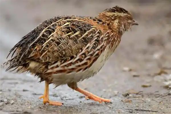 朝鲜鹌鹑简介,是由朝鲜采用日本鹌鹌培育而成