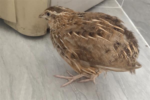 朝鲜鹌鹑简介,是由朝鲜采用日本鹌鹌培育而成