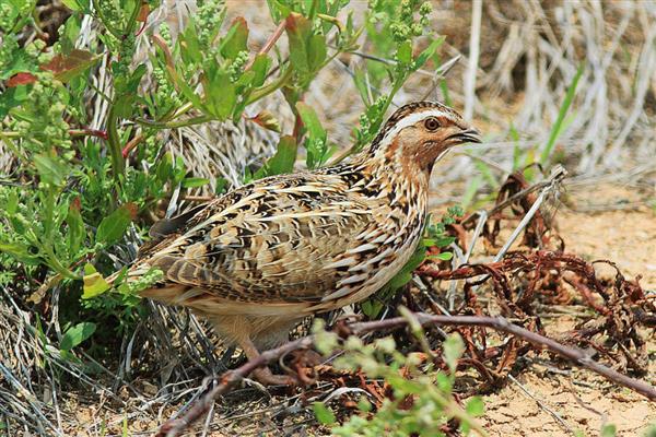 朝鲜鹌鹑简介,是由朝鲜采用日本鹌鹌培育而成