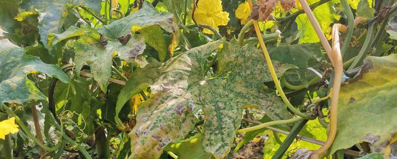 丝瓜叶子萎缩的原因，频繁施肥、缺少光照等因素都会造成