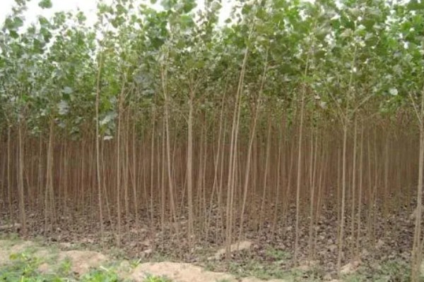 107速生杨的种植密度,每亩地大约种植3000-4000株
