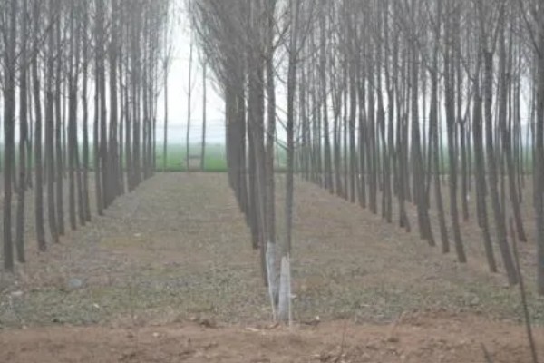 107速生杨的种植密度,每亩地大约种植3000-4000株