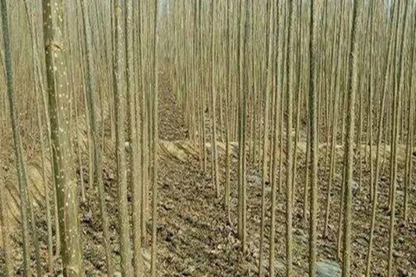 107速生杨的种植密度,每亩地大约种植3000-4000株