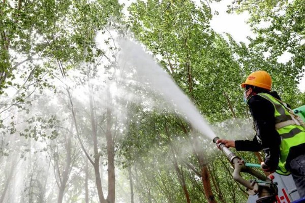 107速生杨的种植密度,每亩地大约种植3000-4000株