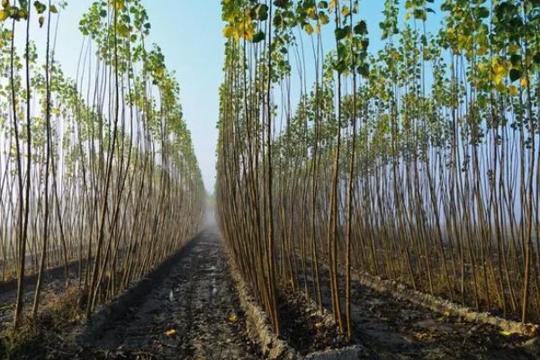107速生杨的种植密度,每亩地大约种植3000-4000株