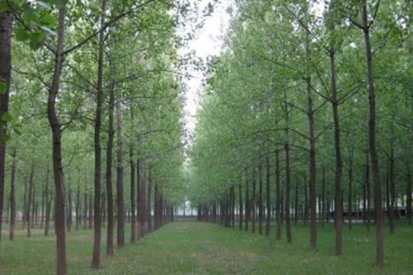 107速生杨的种植密度,每亩地大约种植3000-4000株