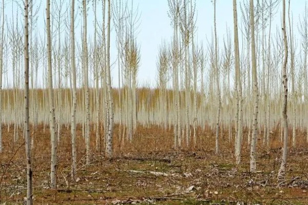 107速生杨的种植密度,每亩地大约种植3000-4000株