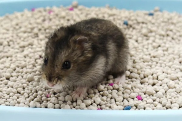 仓鼠的食物，花生、瓜子、菜叶等种类均可饲喂