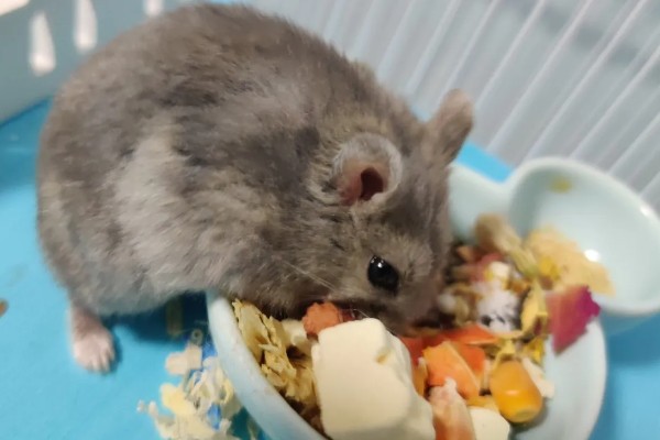 仓鼠的食物，花生、瓜子、菜叶等种类均可饲喂