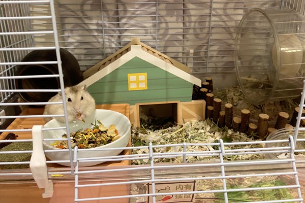 仓鼠的食物，花生、瓜子、菜叶等种类均可饲喂