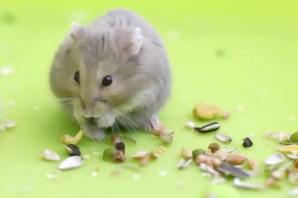 仓鼠的食物，花生、瓜子、菜叶等种类均可饲喂