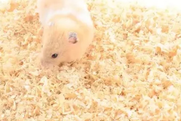 仓鼠的食物，花生、瓜子、菜叶等种类均可饲喂