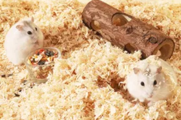 仓鼠的食物，花生、瓜子、菜叶等种类均可饲喂