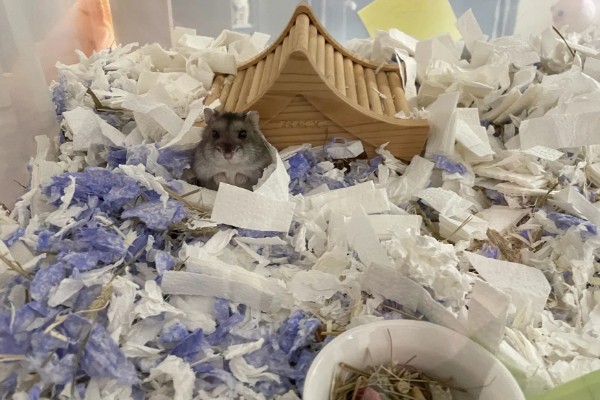 仓鼠的食物，花生、瓜子、菜叶等种类均可饲喂