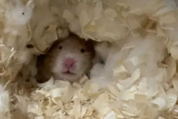 仓鼠的食物，花生、瓜子、菜叶等种类均可饲喂