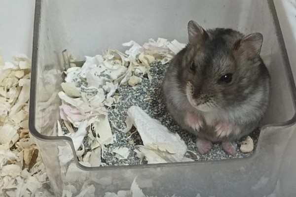 仓鼠的食物，花生、瓜子、菜叶等种类均可饲喂