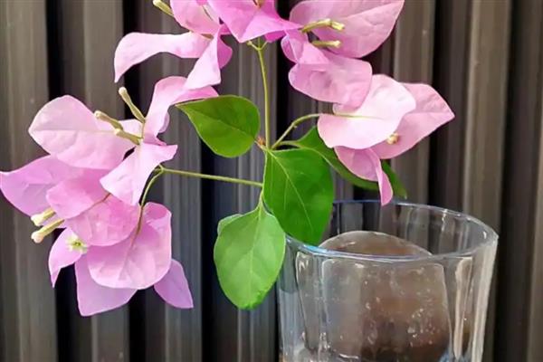 三角梅如何栽培，可水培也可土培