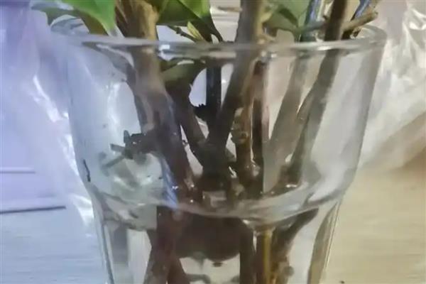 三角梅如何栽培，可水培也可土培