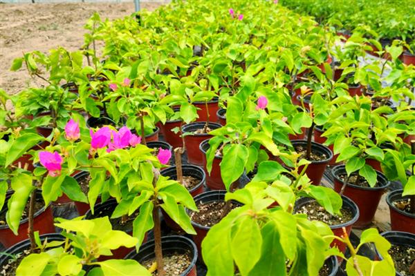 三角梅如何栽培，可水培也可土培
