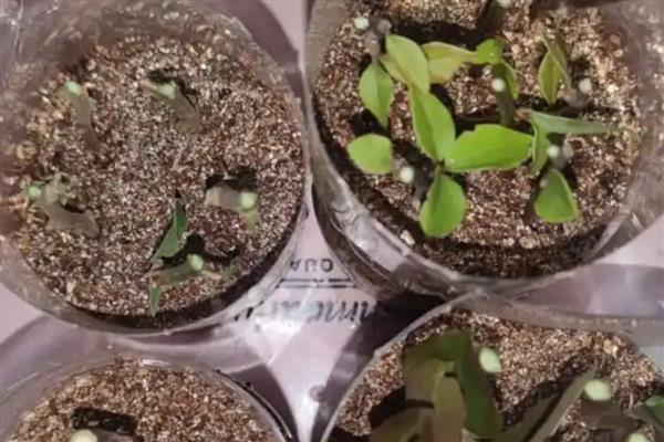 三角梅如何栽培，可水培也可土培