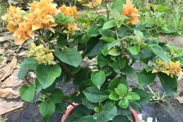 三角梅如何栽培，可水培也可土培