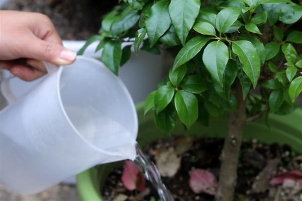 三角梅如何栽培，可水培也可土培