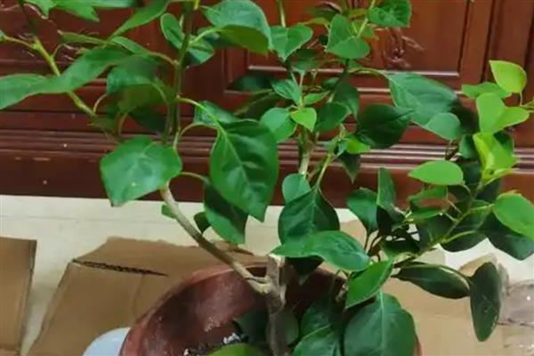 三角梅如何栽培，可水培也可土培