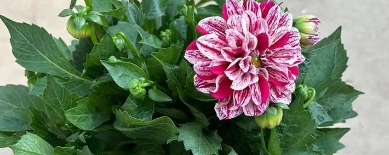 大丽花进入花期能不能换盆，此时换盆容易损害根系影响植株生长