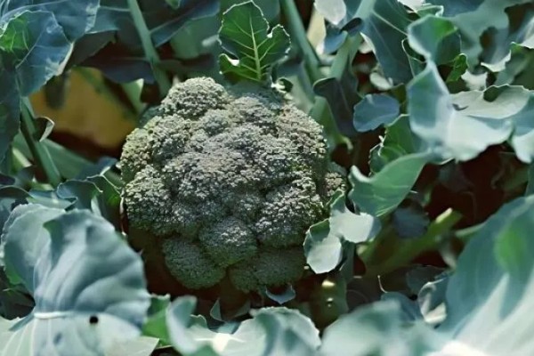 西兰花的花语，寓意期待、简单等