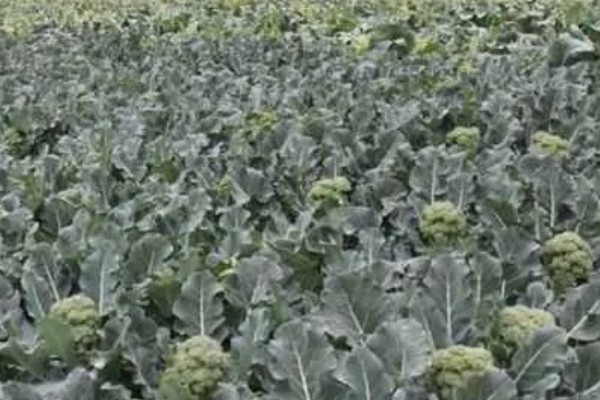 西兰花的花语，寓意期待、简单等