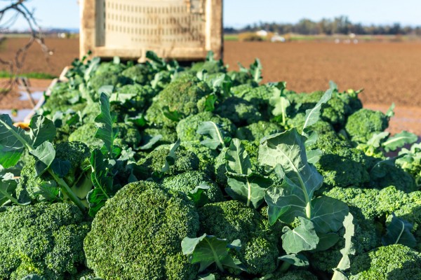 西兰花的花语，寓意期待、简单等