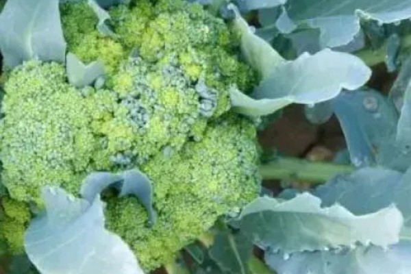 西兰花的花语，寓意期待、简单等