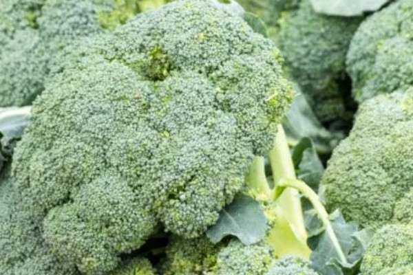 西兰花的花语，寓意期待、简单等