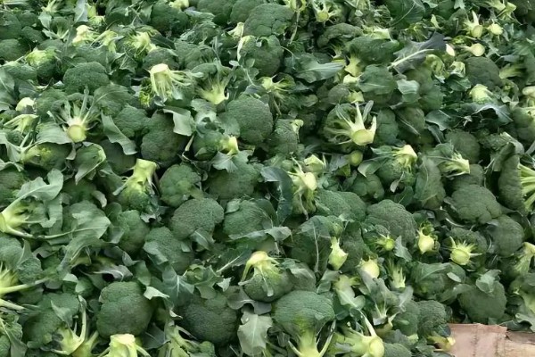 西兰花的花语，寓意期待、简单等