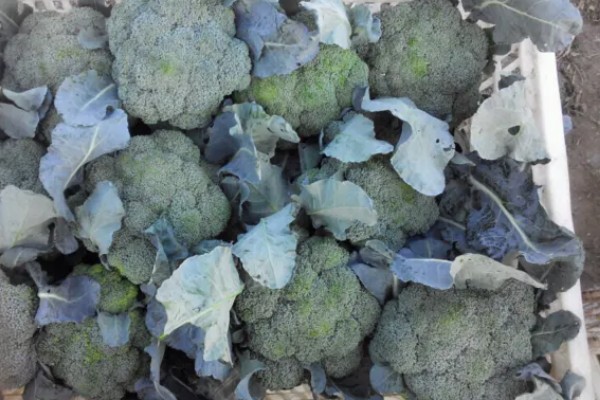 西兰花的花语，寓意期待、简单等