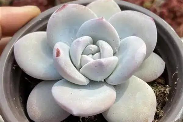 多肉雪莲的养殖方法，把养殖环境的温度保持在20-30℃