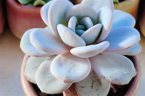 多肉雪莲的养殖方法，把养殖环境的温度保持在20-30℃