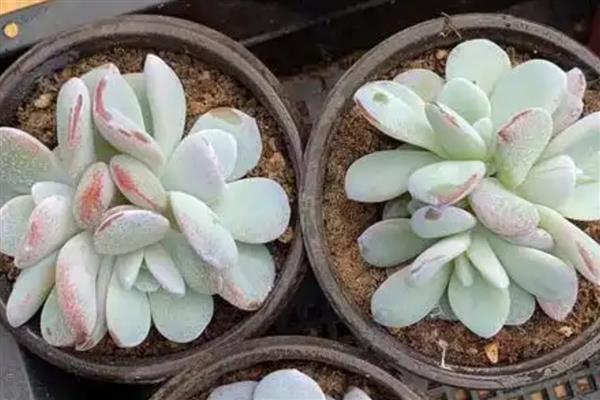 多肉雪莲的养殖方法，把养殖环境的温度保持在20-30℃