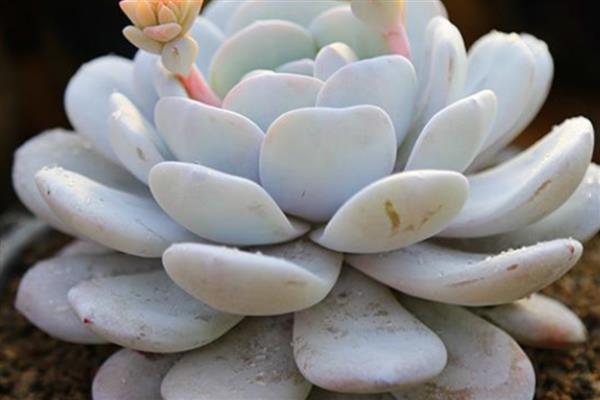 多肉雪莲的养殖方法，把养殖环境的温度保持在20-30℃